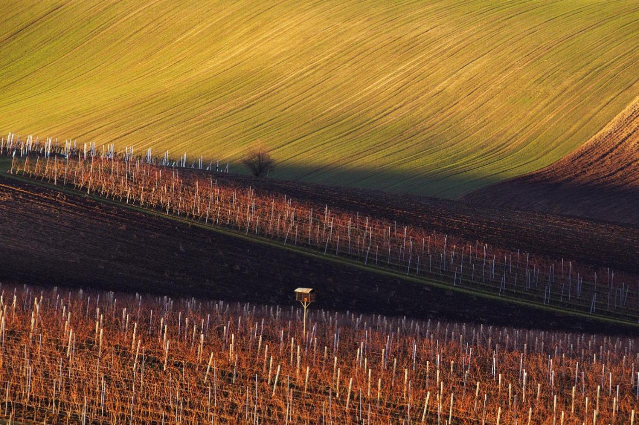 Vinný sklep Vinoza Velké Bílovice Esterno foto