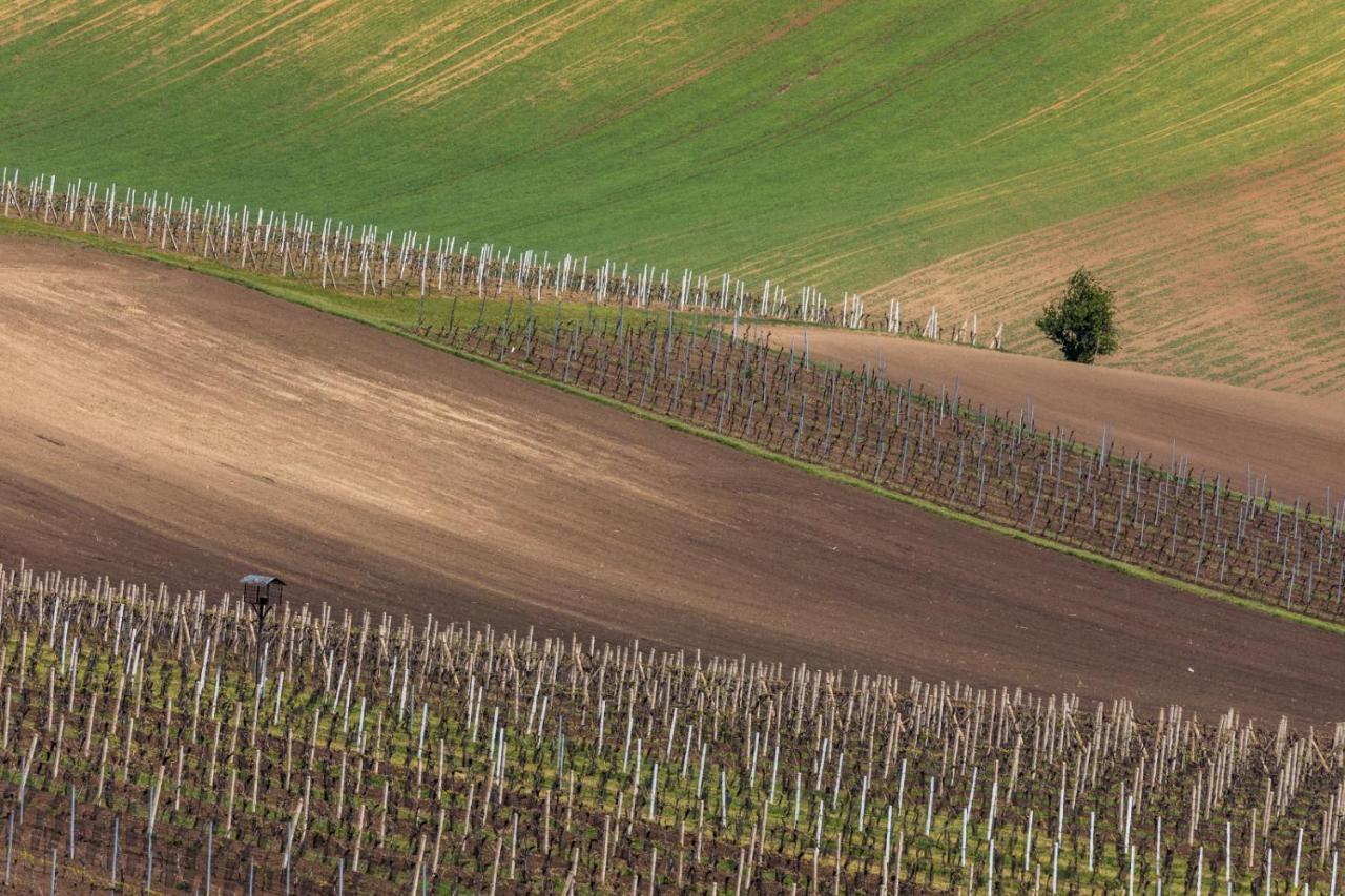Vinný sklep Vinoza Velké Bílovice Esterno foto