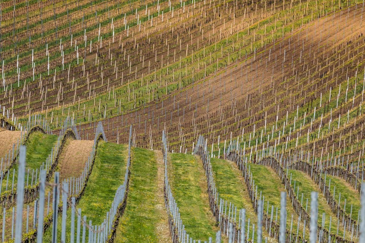 Vinný sklep Vinoza Velké Bílovice Esterno foto