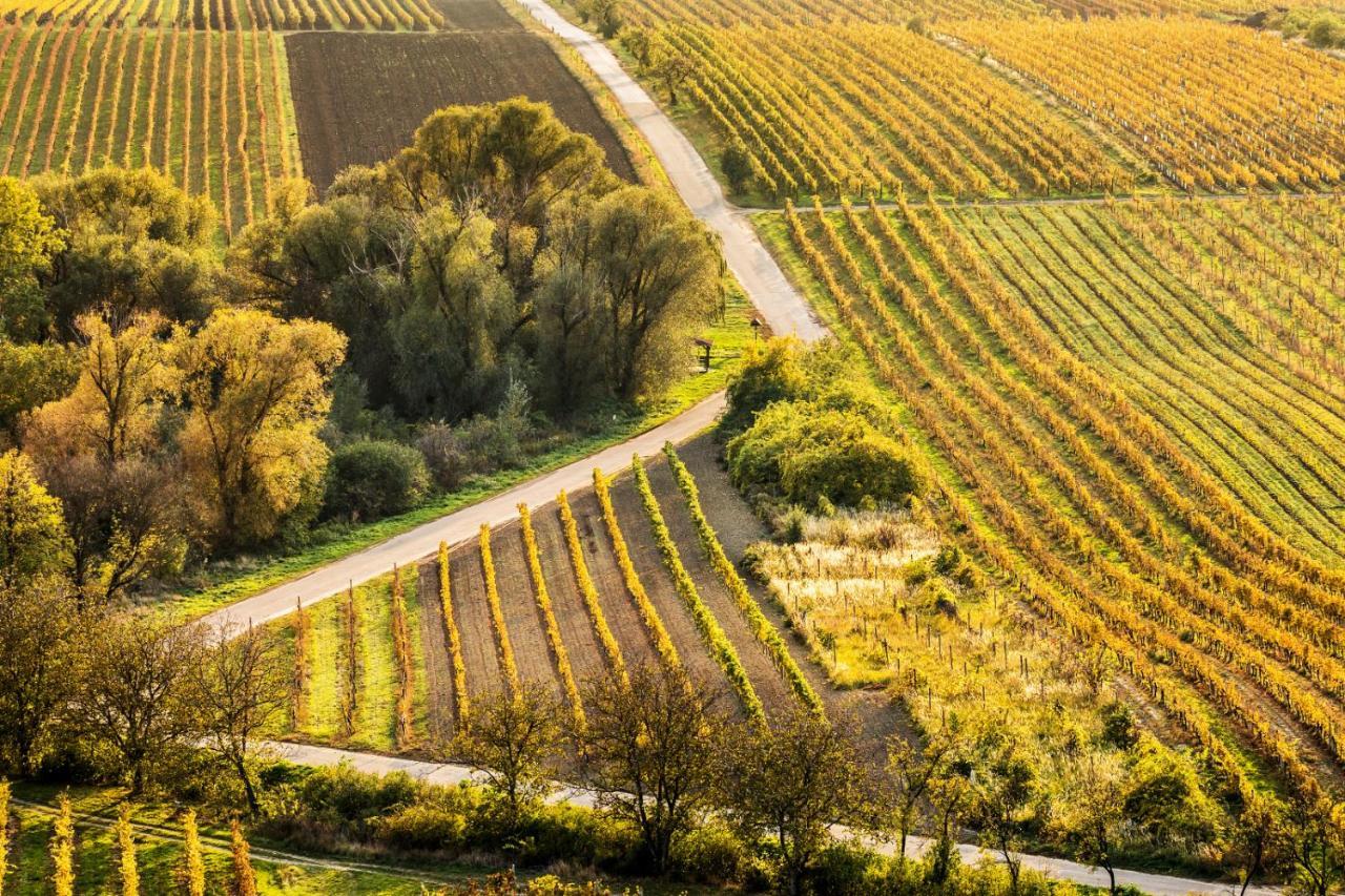 Vinný sklep Vinoza Velké Bílovice Esterno foto